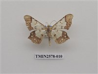 藏品(尺蛾88)的圖片